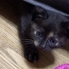 まぇちゃん