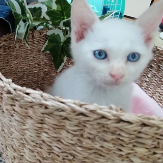 青い瞳が可愛い男の子！兄妹でお家を探しています。。