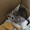 子猫保護しました