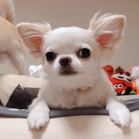 ぷん