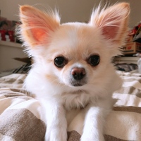 ぱんちゃん