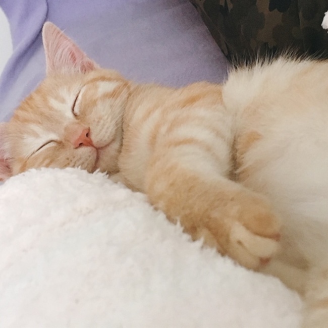 ひらりのカバー写真