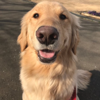 みう（ゴールデン）