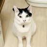 たらお