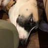 白目でおやすみ中