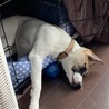 ぐっすり眠ってます