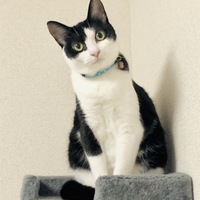 めん