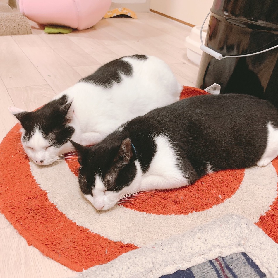 めんのカバー写真