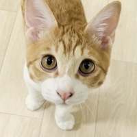 ぎょうざ