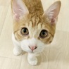ぎょうざ