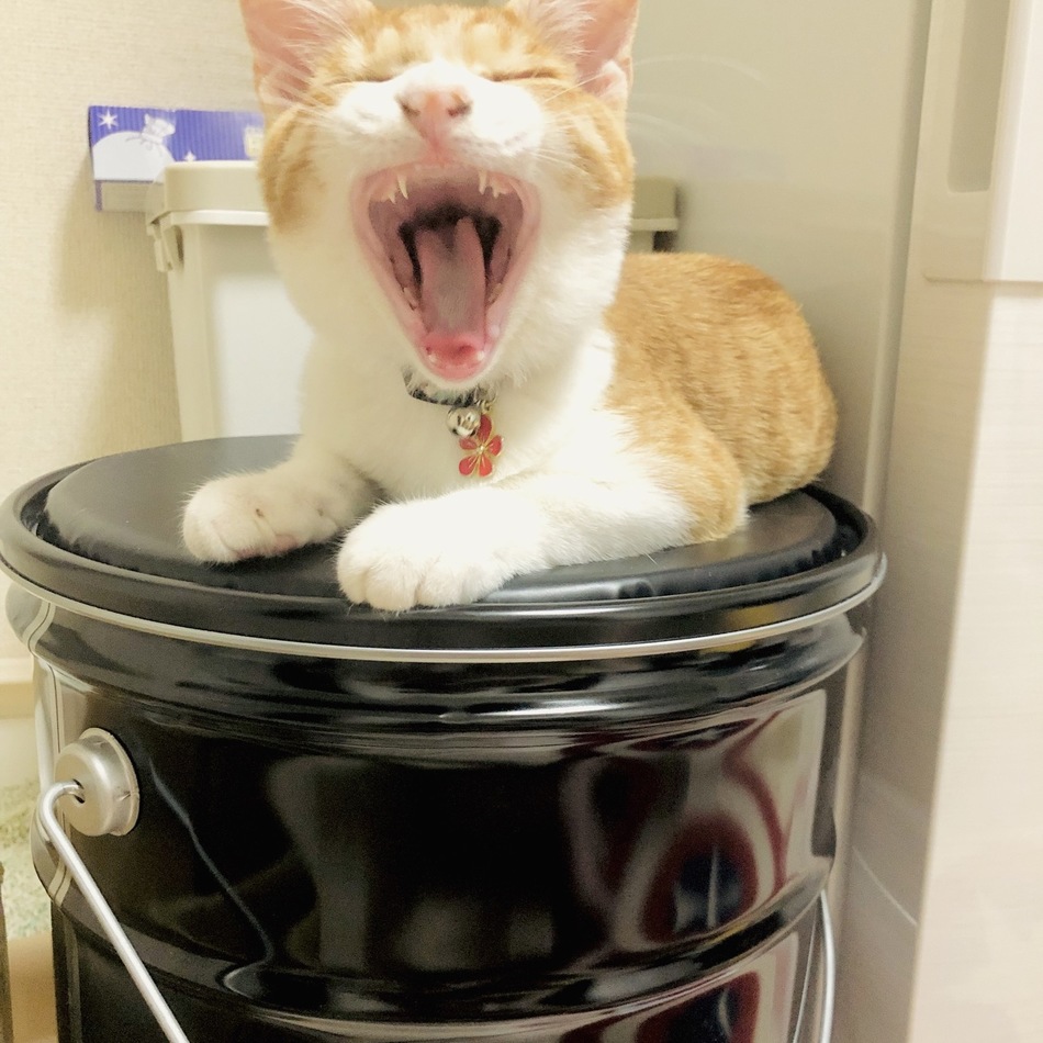 ぎょうざのカバー写真