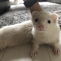 休止中