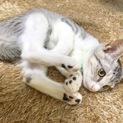 生後２ヶ月〜３ヶ月の兄弟子猫