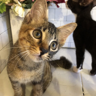 トライアルのため募集一時停止中☆海ちゃん