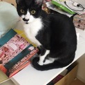 一歳半 オス 二匹