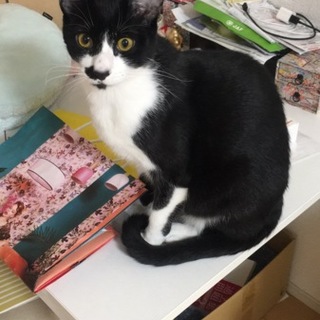 一歳半 オス 二匹