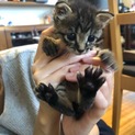 保護猫を可愛がってくださる里親さん探しています