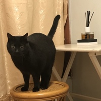 ゴマシヲ