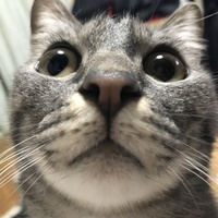 小豆吉