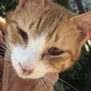 多頭飼育崩壊現場にいた茶白成猫♂