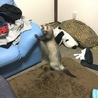 恵貴