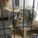 仲良しデグー♂2匹