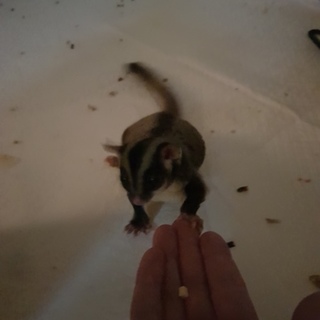 フクロモモンガ