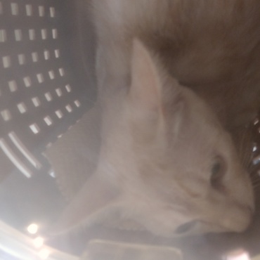 キャリーを持って病院行くよ！に過剰反応！