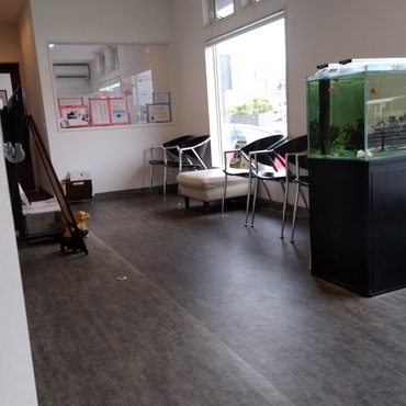 ｼｬｰｼｬｰしてたけど噛まない、爪立てない！　キャリーに押し込まれるときは軽い抵抗のみ