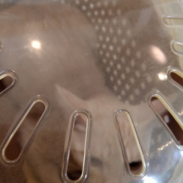 車で移動中も安心させるために顔を触れ続け、病院では大人しい者だった