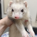 女の子のフェレット  
