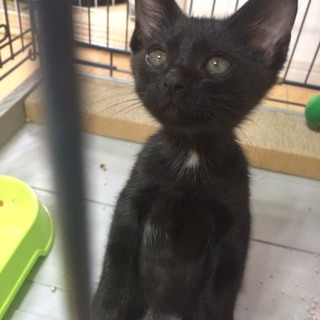 お目目クリクリ❣️黒猫の可愛い女の子♪