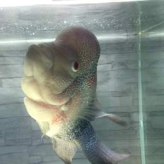 元気なフラワーホーンちゃん