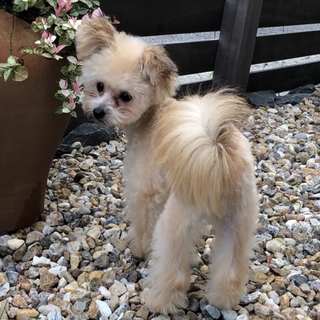 陽気な超おてんば娘！トイプードルmix