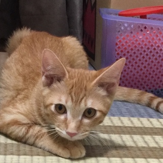 穏やかな茶トラ子猫　茶三君