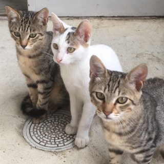 かわいい子猫の里親募集中です