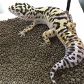 ヒョウモントカゲモドキ  里親募集