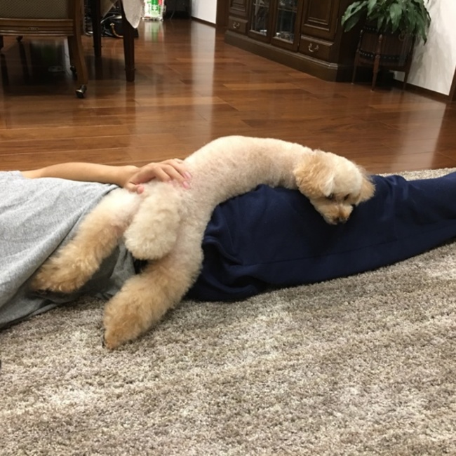 徒然のカバー写真