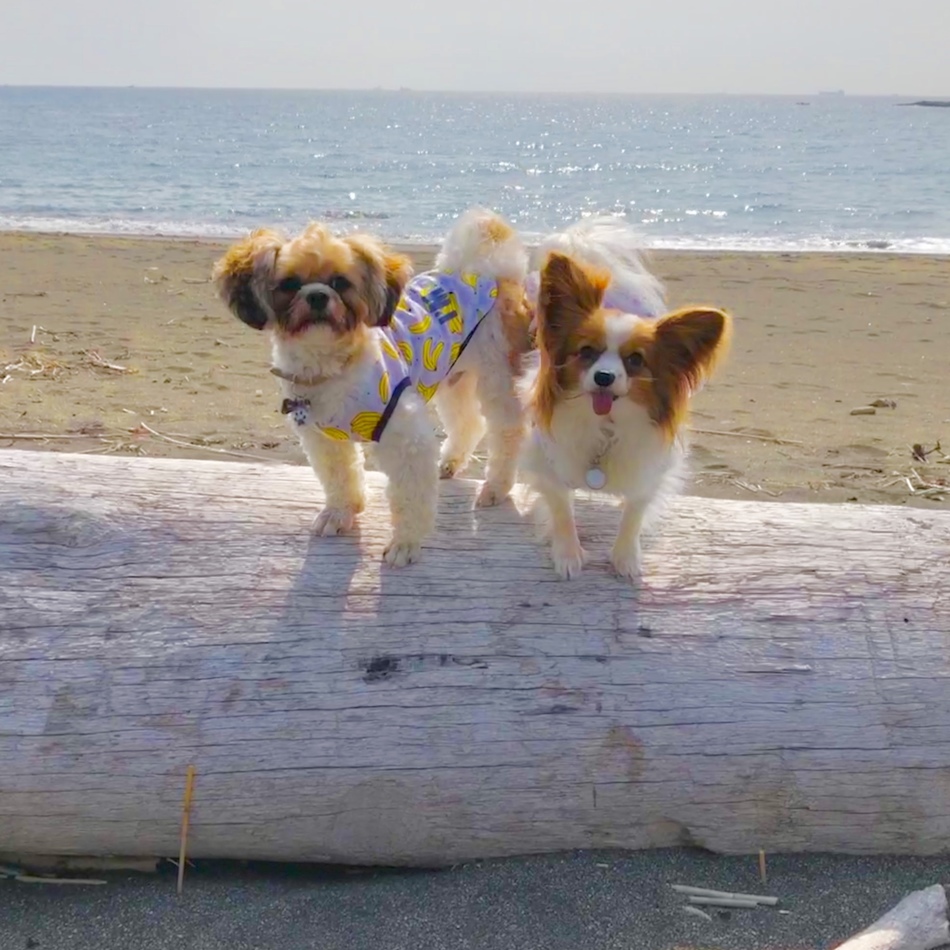 よしこのカバー写真