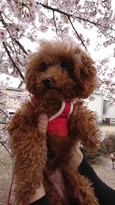 酷い疥癬から復活!トイプードル」栃木県 - 犬の里親募集(281675