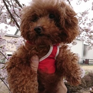 酷い疥癬から復活！トイプードル