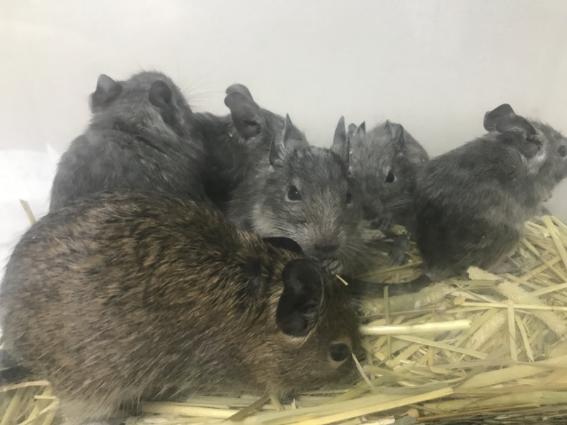 7月7日生まれのデグー 千葉県 小動物の里親募集 ペットのおうち 月間利用者150万人 7月7日生まれのデグー 千葉県 小動物の里親募集 ペットのおうち 月間利用者150万人