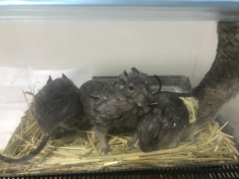 7月7日生まれのデグー 千葉県 小動物の里親募集 ペットのおうち 月間利用者150万人 7月7日生まれのデグー 千葉県 小動物の里親募集 ペットのおうち 月間利用者150万人