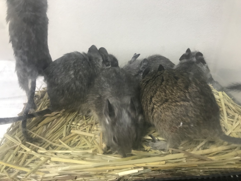 7月7日生まれのデグー 千葉県 小動物の里親募集 ペットのおうち 月間利用者150万人 7月7日生まれのデグー 千葉県 小動物の里親募集 ペットのおうち 月間利用者150万人