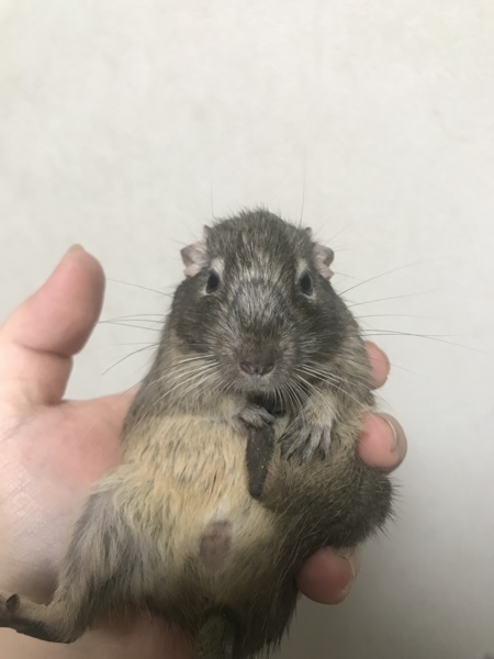 7月7日生まれのデグー 千葉県 小動物の里親募集 ペットのおうち 月間利用者150万人 7月7日生まれのデグー 千葉県 小動物の里親募集 ペットのおうち 月間利用者150万人