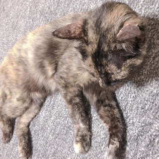 大人しいサビ猫♀