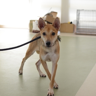 センター譲渡(34)《ここから出して》まゆちゃん