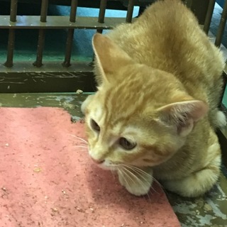 期間超過、茶白子猫