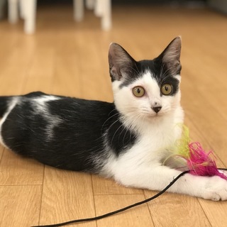 【動画】とっても可愛らしい鳴き声♪ 子猫 男の子♂