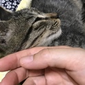 人と触れてると安心する甘えん坊の仔猫ちゃん